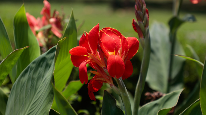 Redish orange canna lilies