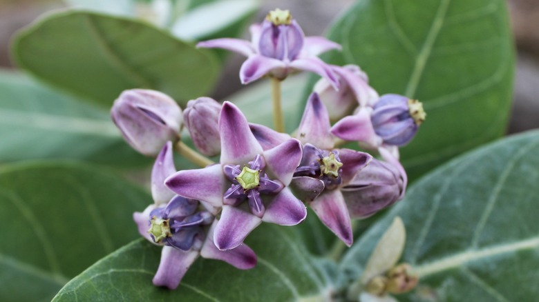 Purple crown flower