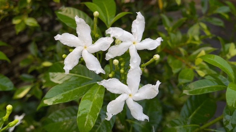 White gardenia flowers