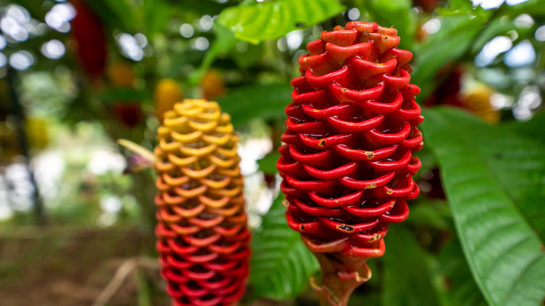 True ginger flower called beehive ginger