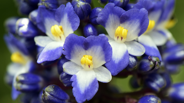 Blooming blue ginger flowers