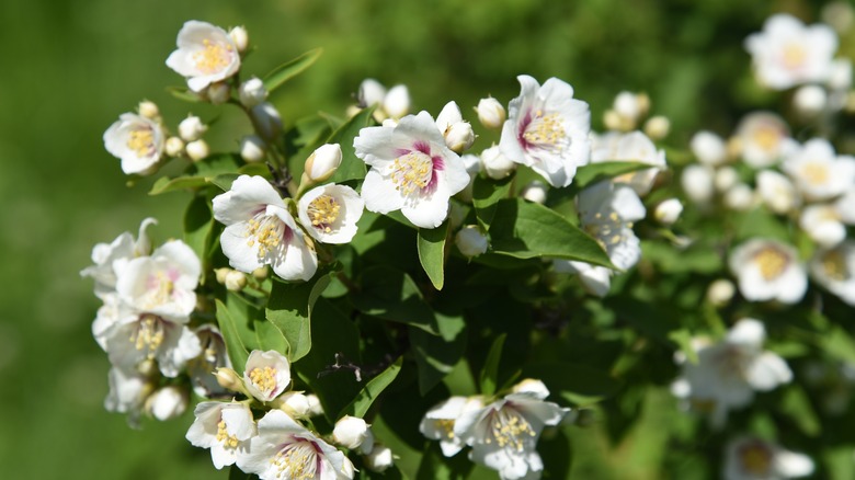 Cluster of white mock orange flowers