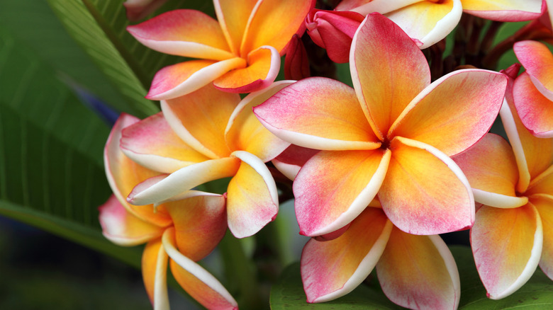 Rainbow plumeria