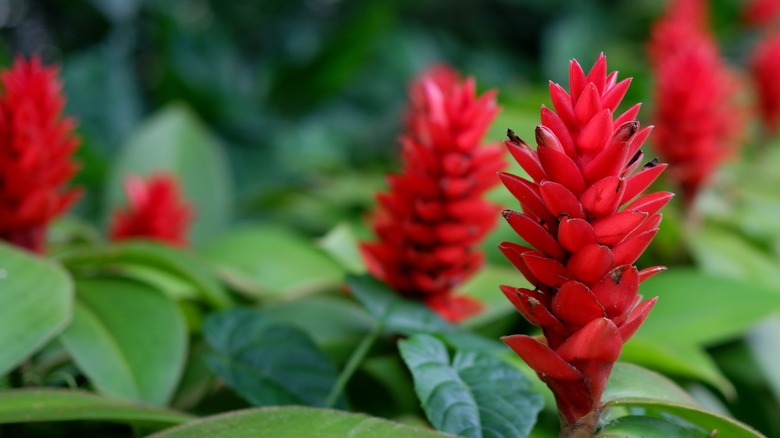 Red ginger cones flowering