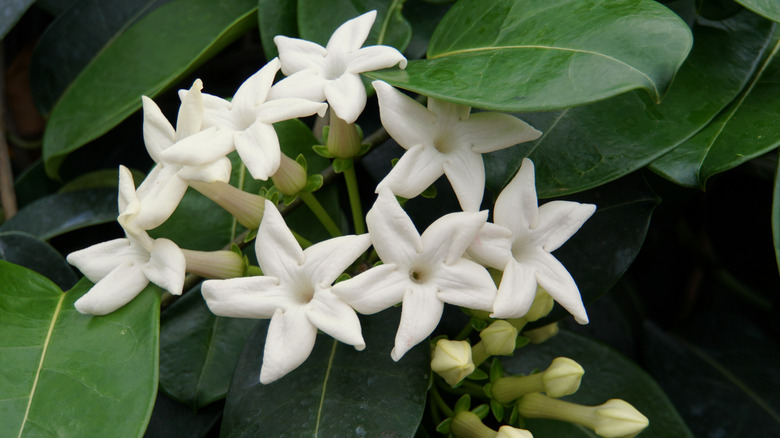 Stephanotis flowers