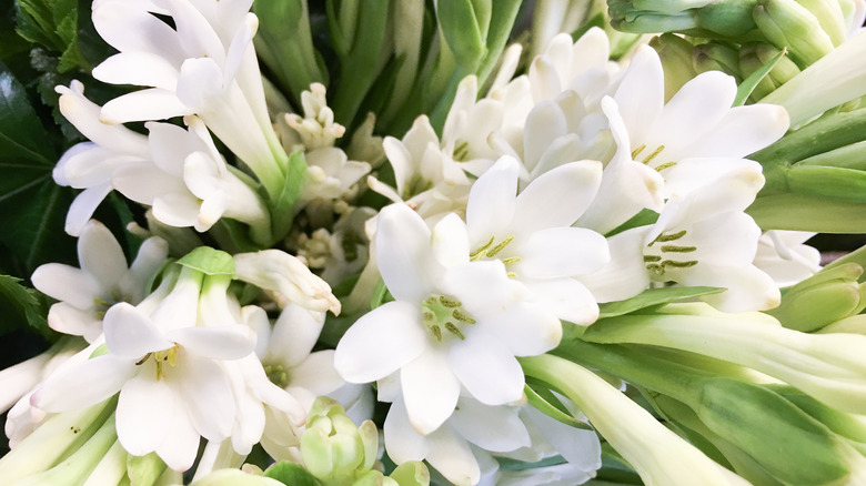 White tuberose flower