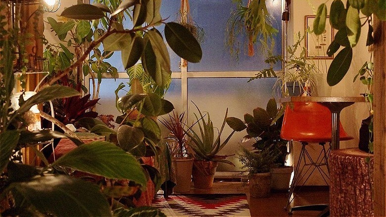 Plants alongside table, red chair