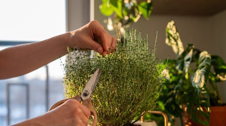 Hands cutting a stem from thyme