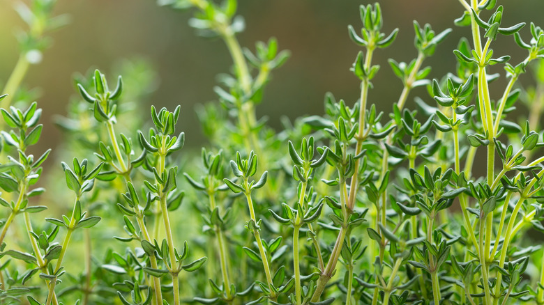 A close up of fresh thyme