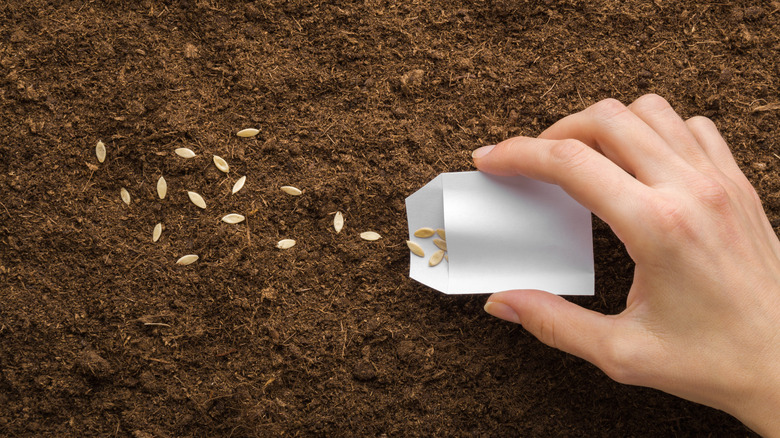 Person planting cucumber seeds