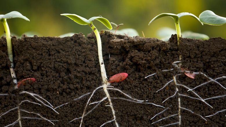 Cucumber seedlings with white roots