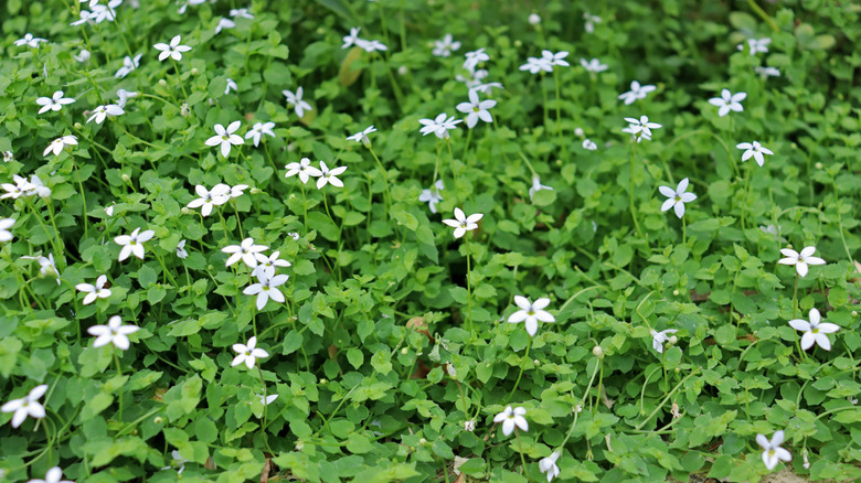 Blue star creeper blooming with white flowers