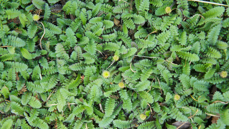 Brass buttons with small flowers and green foliage