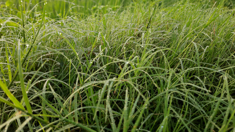 Buffalograss with dew drops on green blades