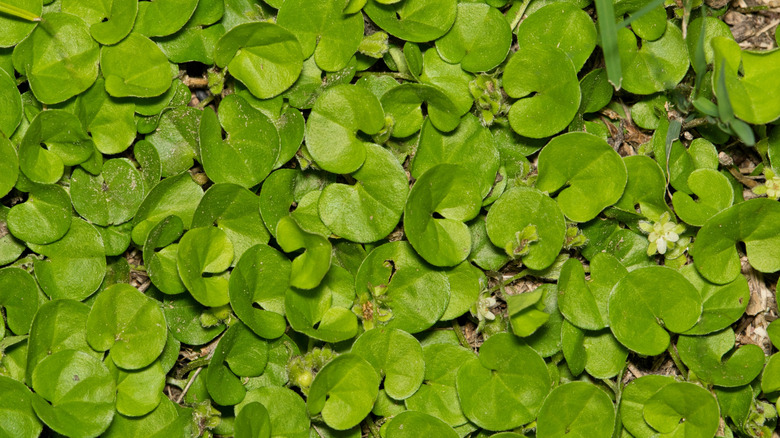 Carolina ponysfoot with green foliage