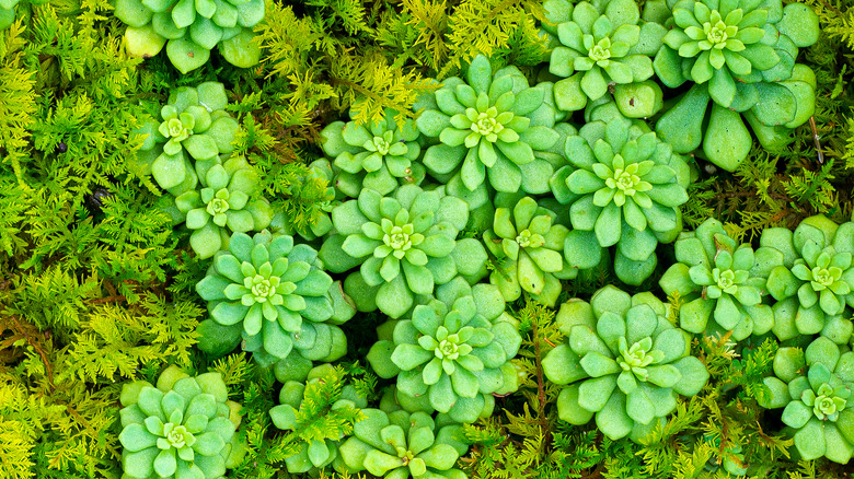 Cliff stonecrop growing on cliff