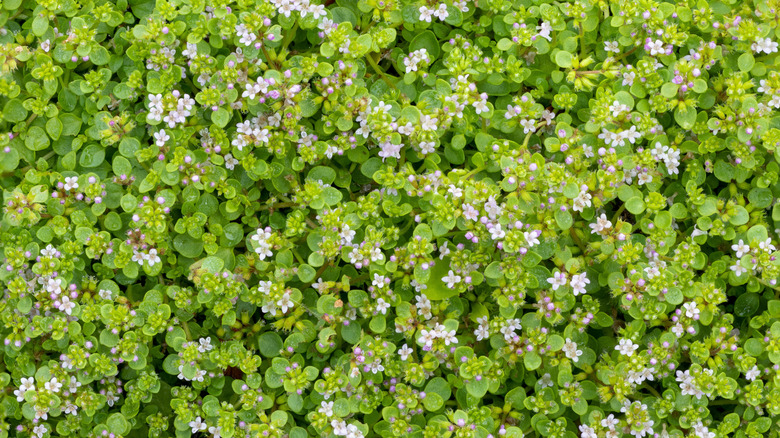 Corsican mint with green leaves and blooming flowers