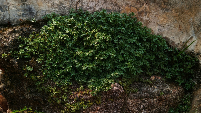 Corsican sandwort's green leaves against mountain