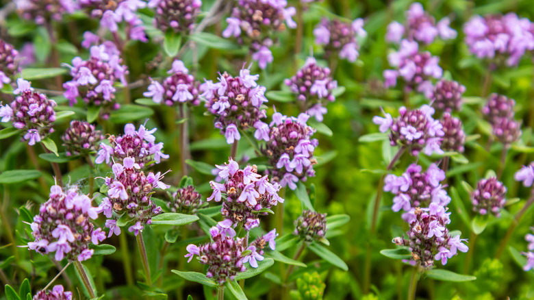 Purple pink flowers of creeping thyme