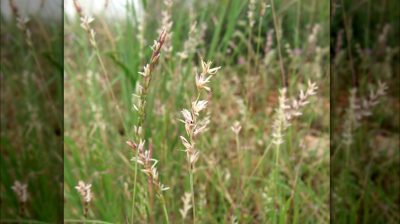 Curly mesquite grass with pretty flowers