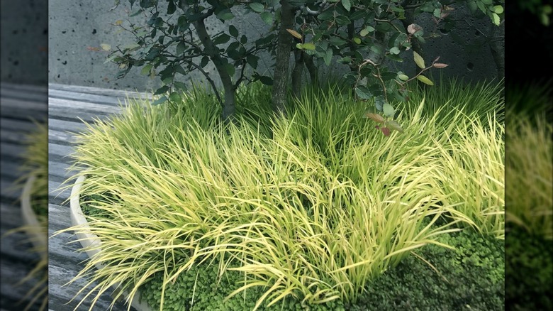 Dwarf golden variegated sweet flag's green grass