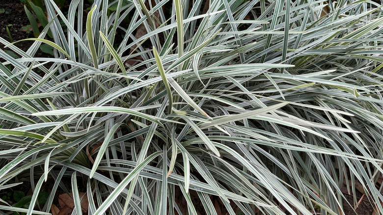 Dwarf mondo grass 'Nana' in yard