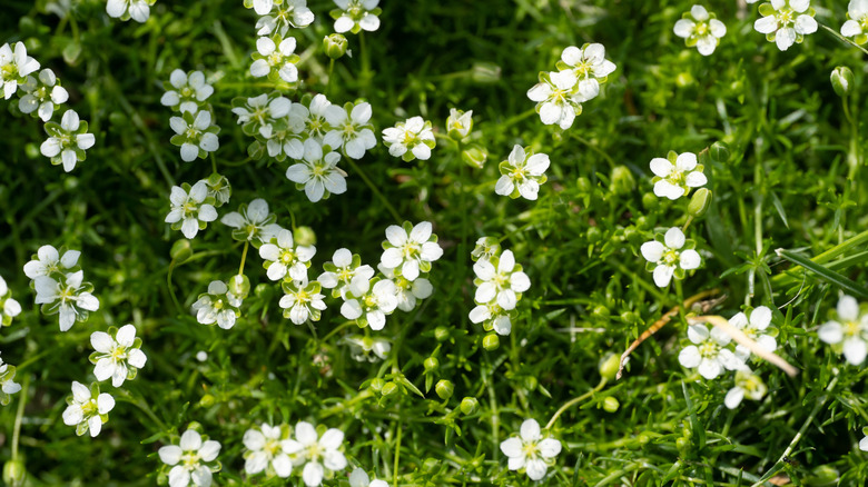 Irish moss with white flowers in a garden