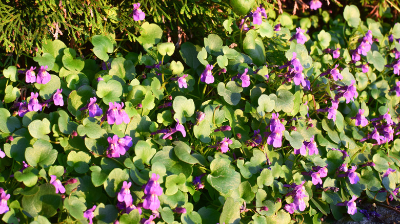 Lilac flowers of Kenilworth ivy