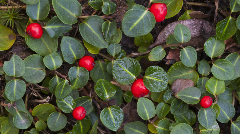 Partridgeberry with green leaves and red berries