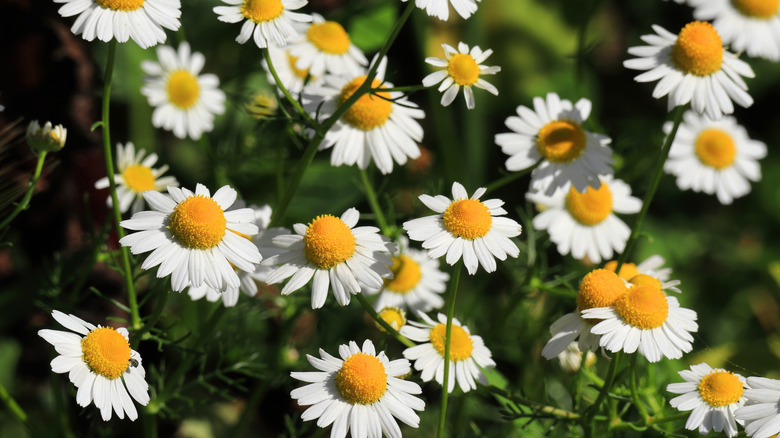 Roman chamomile with white flowers blooming in garden