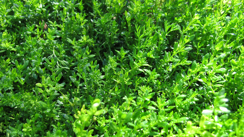 Rupturewort with green foliage glowing under sunlight