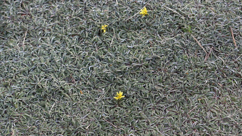 Silver carpet's dense silver foliage and yellow flowers