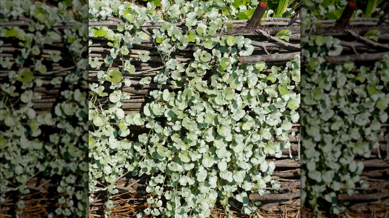 'Silver Falls' Dichondra leaves