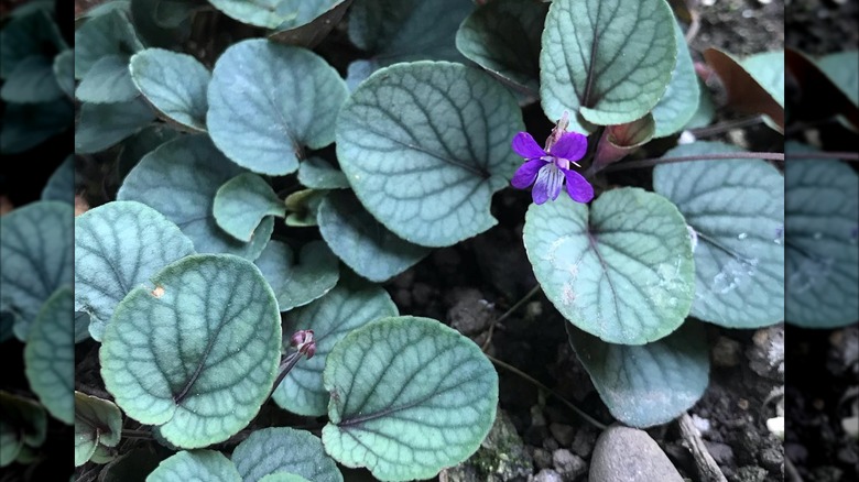 Silver Gem prostrate blue violet leaves and lavender flower