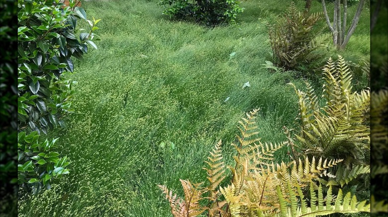 Texas sedge growing in yard