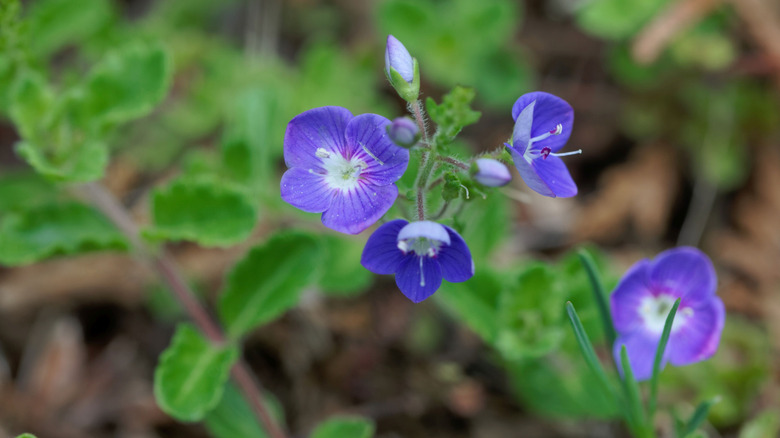 Blue flowers of thyme-leaf speedwell in bloom