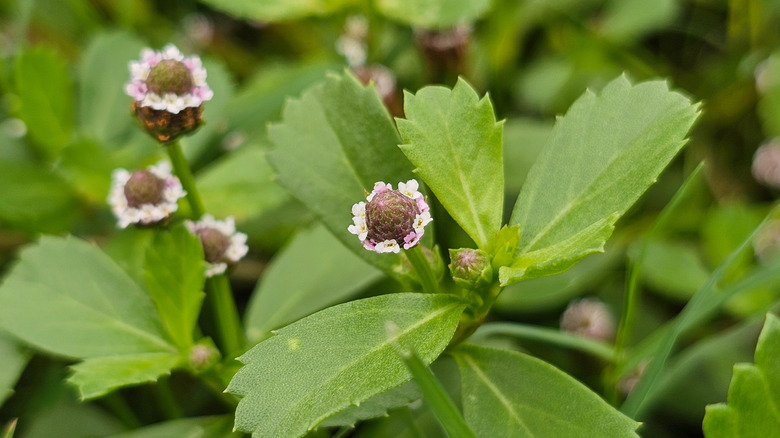 Turkey tangle frogfruit purple white flowers