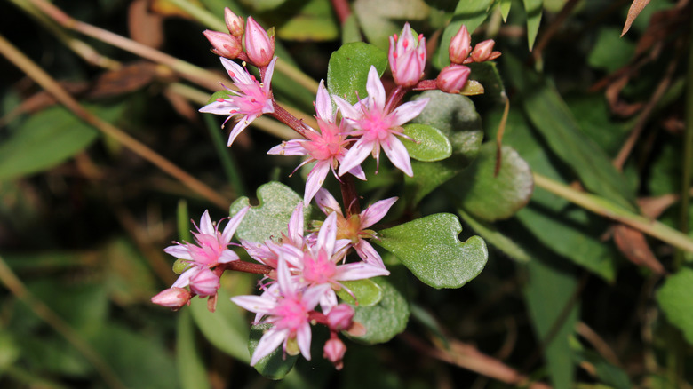 Woodland stonecrop purple white flowers blooming in garden