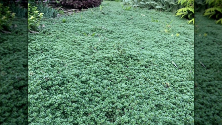 Woolly thyme green foliage in yard