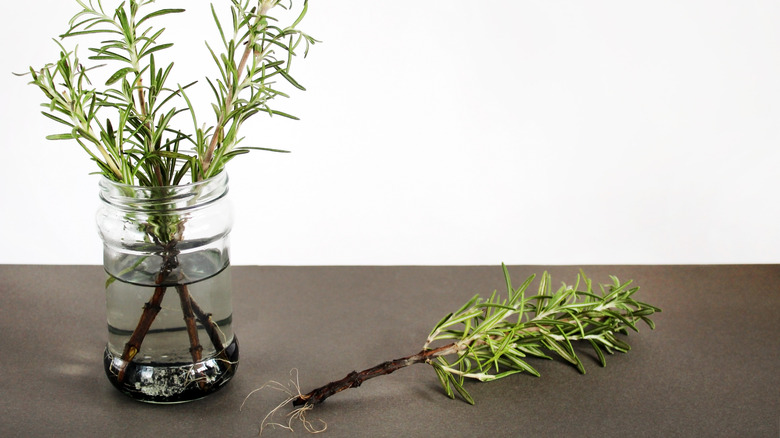 rosemary cuttings in water