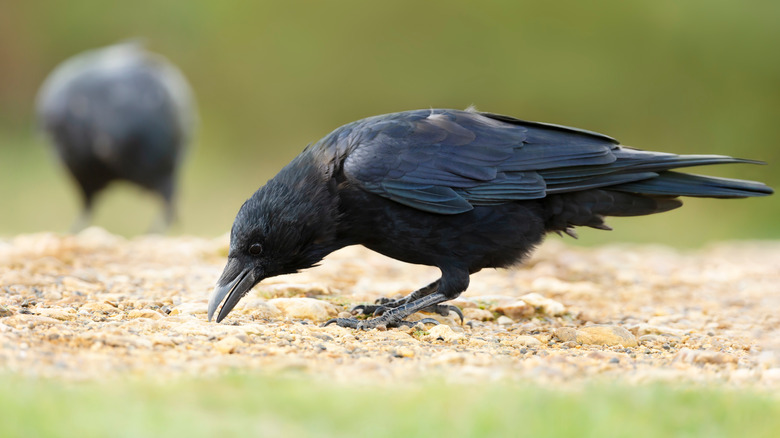 Crows eating off ground