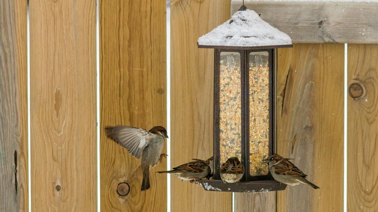 Bird feeder near a wood fence