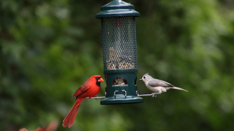 Two birds perched on bird feeder