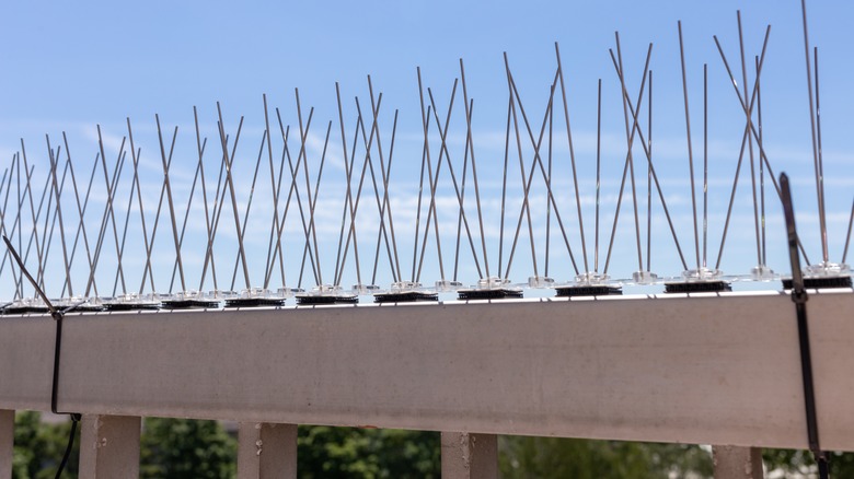 Close-up of bird spikes 