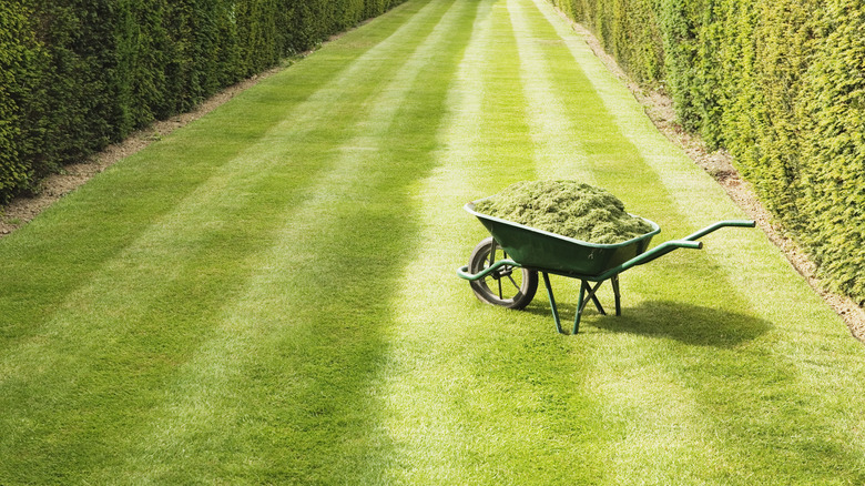 A mowed lawn with a wheel barrel full of grass clippings