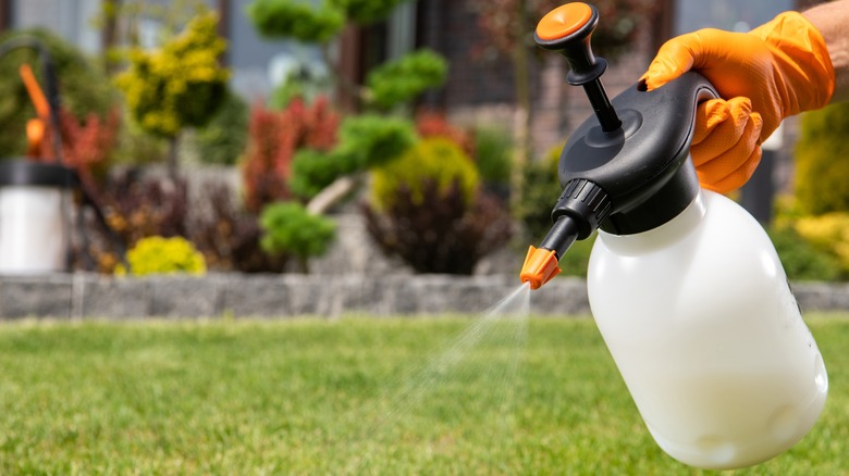 Closeup of hand spraying lawn