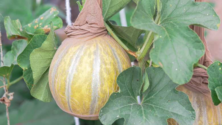 pantyhose protecting growing melon