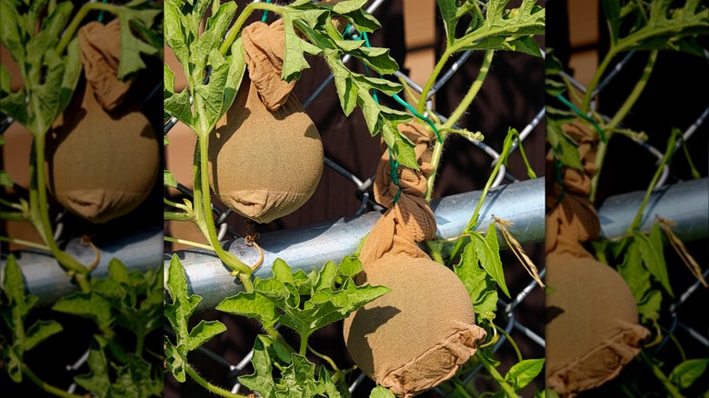 melons inside pantyhose on fence