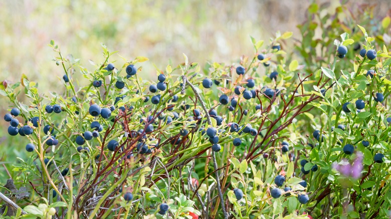 Huckleberries and blueberries growing