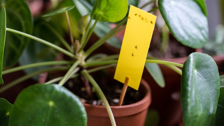 Yellow sticky trap in plant